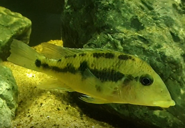 Geophagus pellegrini