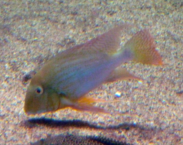 Geophagus? Please ID!!! (22-7-17 Faunia)
