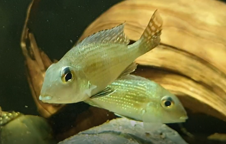 Geophagus species "Gurupi"