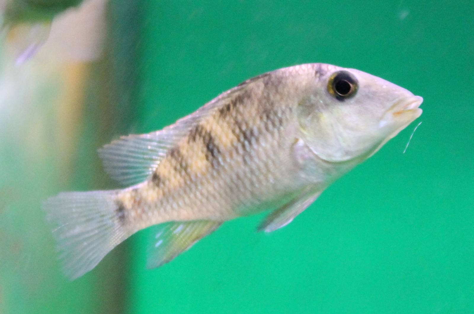 Geophagus steindachneri