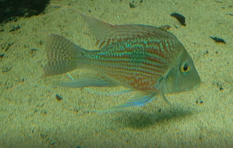 Geophagus sveni