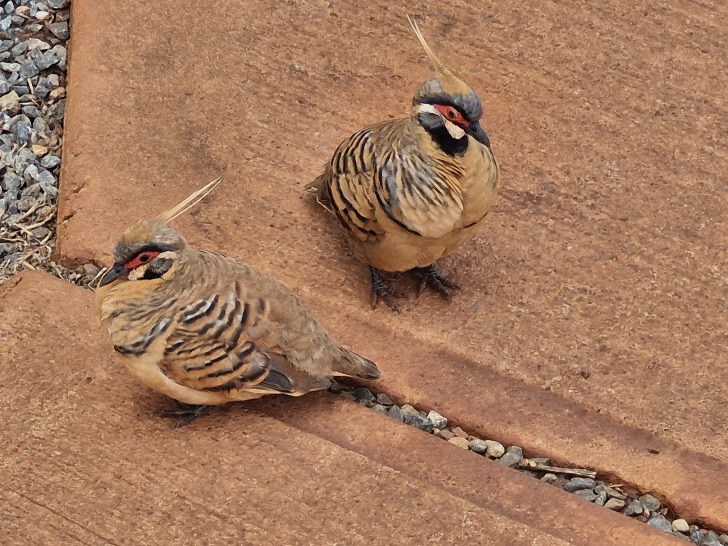 Geophaps plumifera ferruginea
