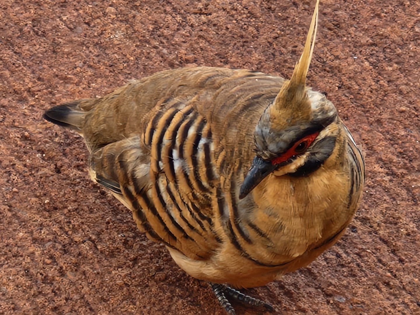 Geophaps plumifera ferruginea