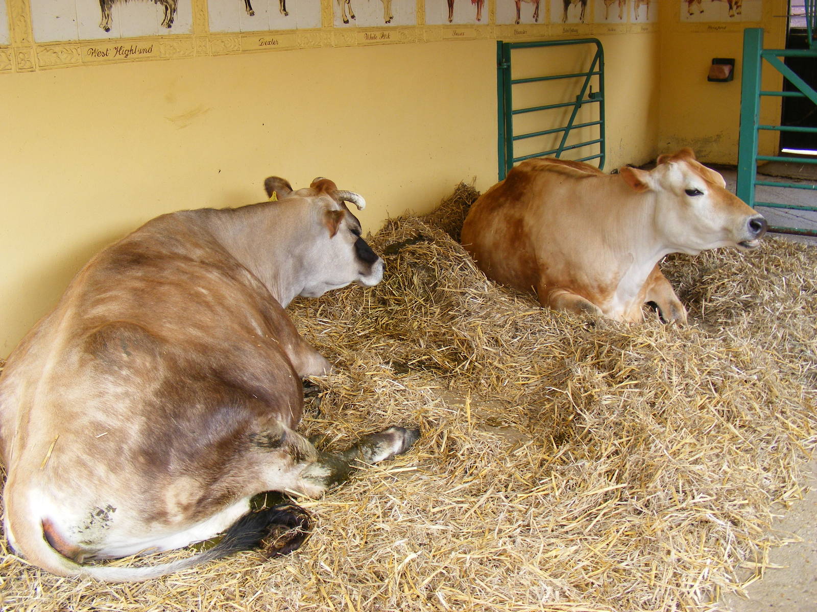 George and Snowdrop the Jersey cows at Drusillas Park, 23 May 2009
