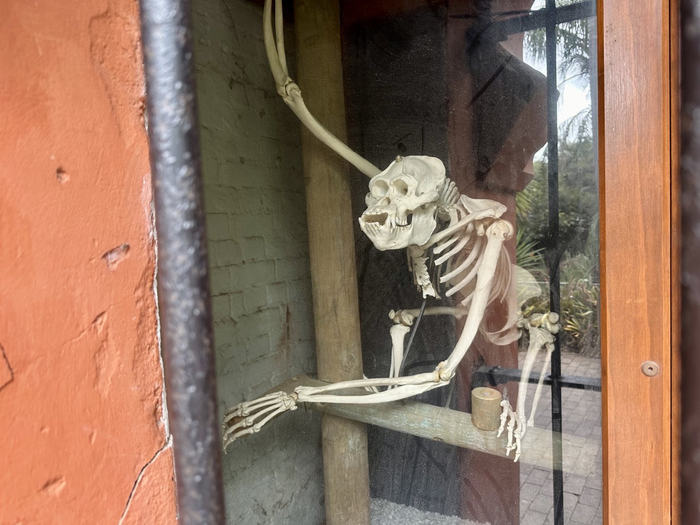 George (Bornean Orangutan)