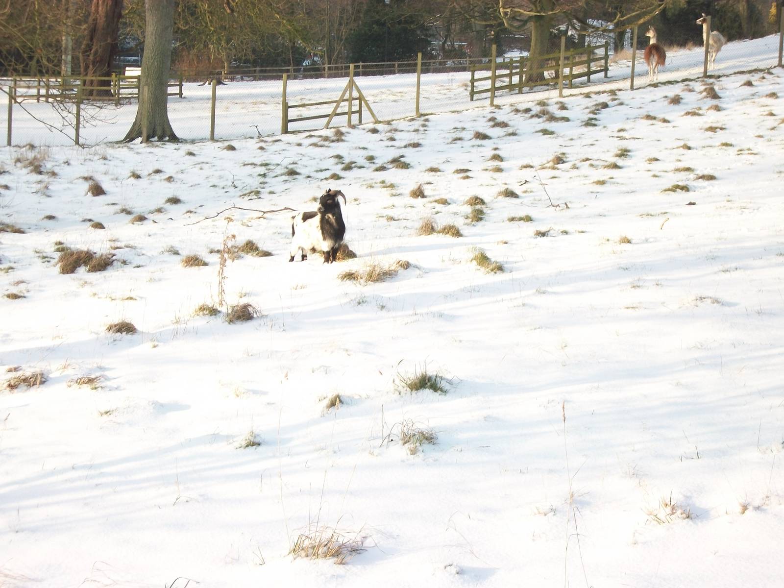 George, elderly African Pygmy Goat, Sewerby 5th February 2012