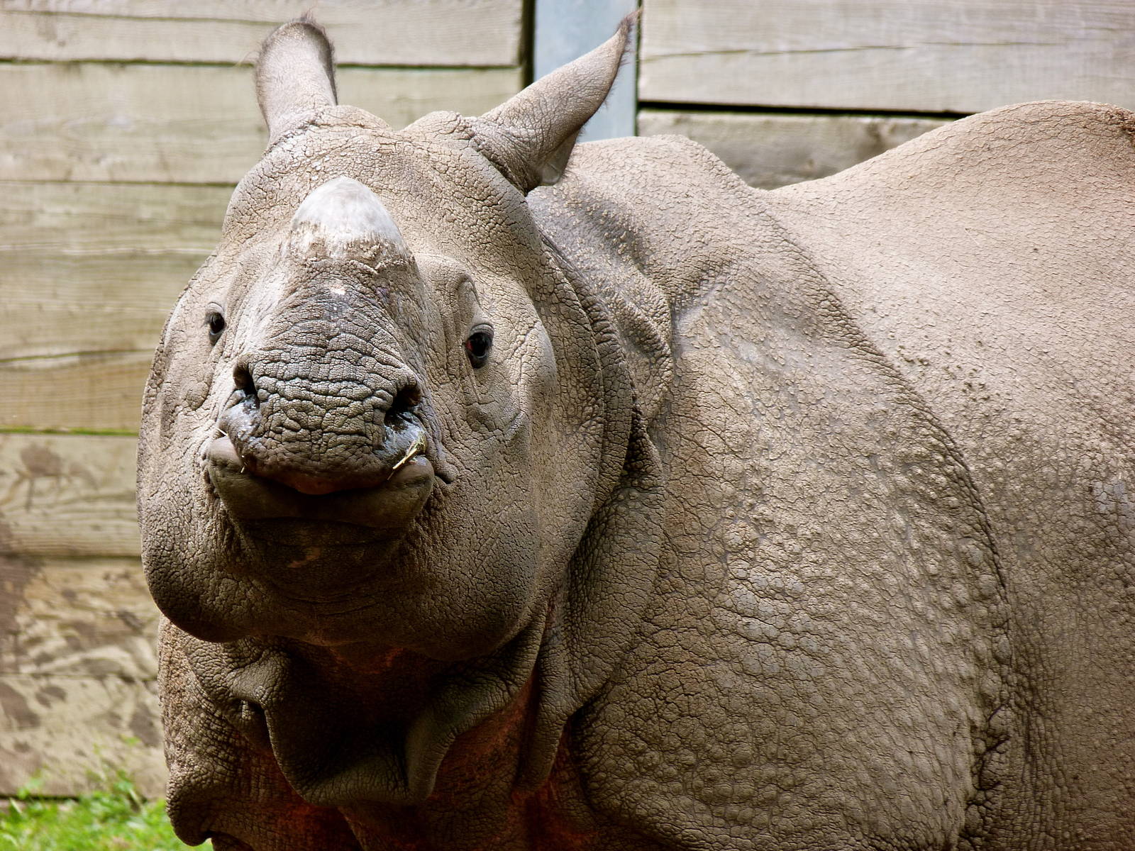 George, male Asian one horned rhino.