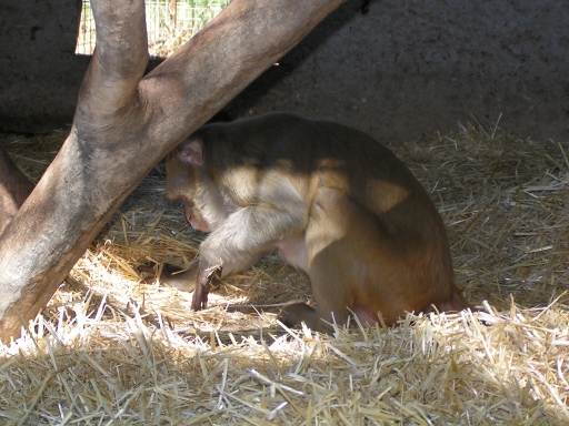 George, rhesus macaque