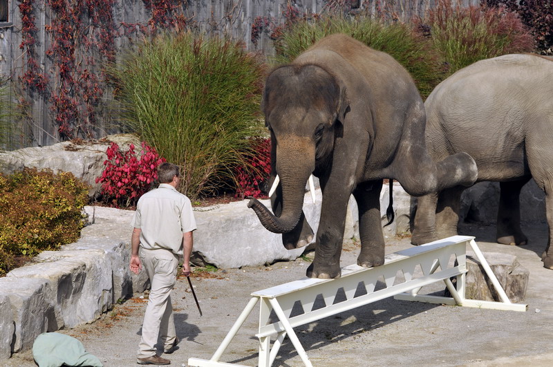 George the elephant at the african lion safari