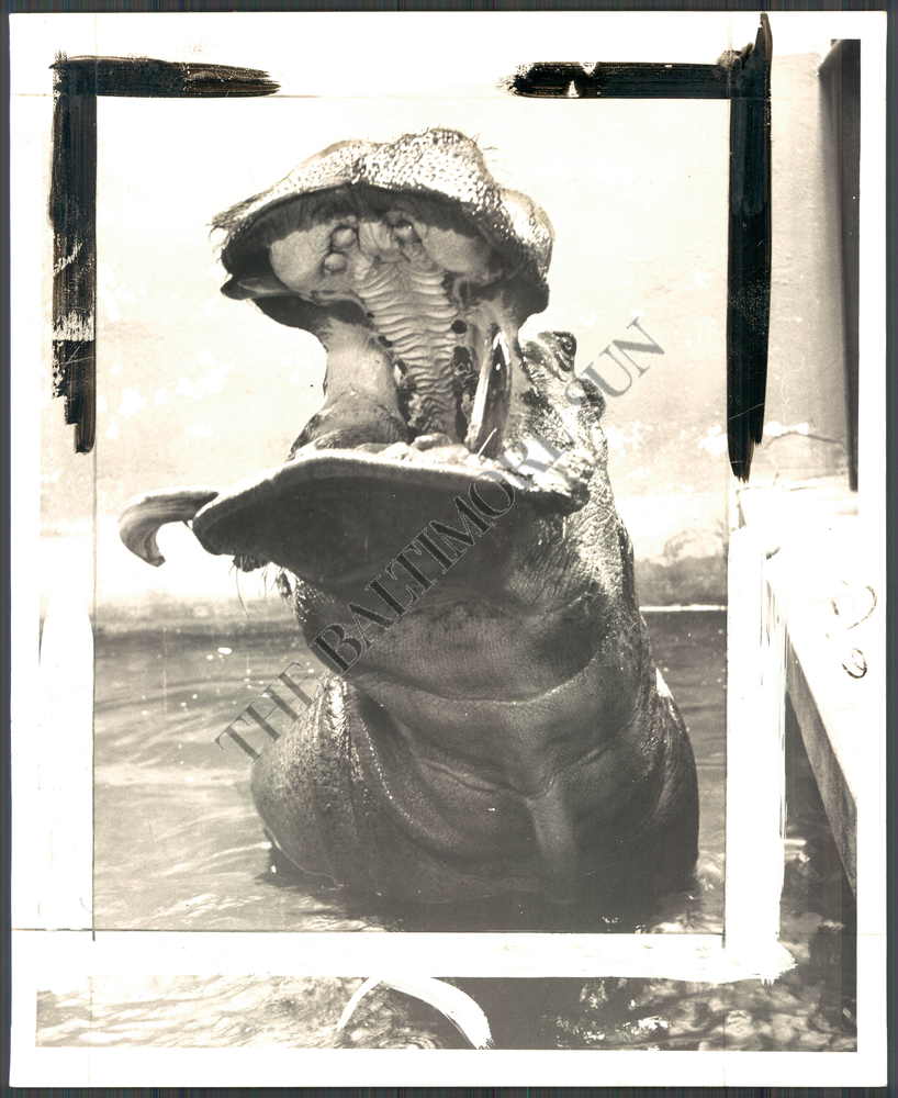 George the hippo 1951