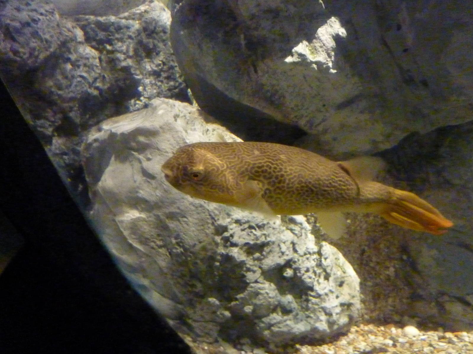 George the Mbu pufferfish