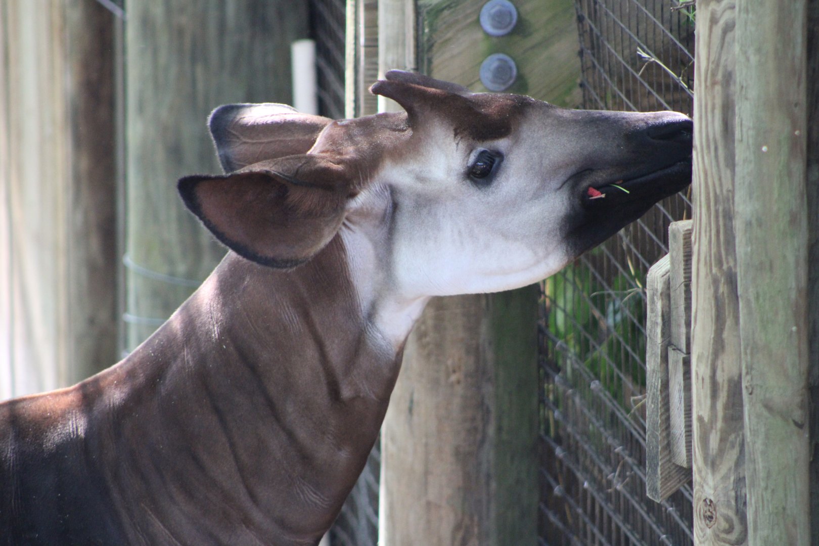 George the Okapi (Okapia johnstoni)