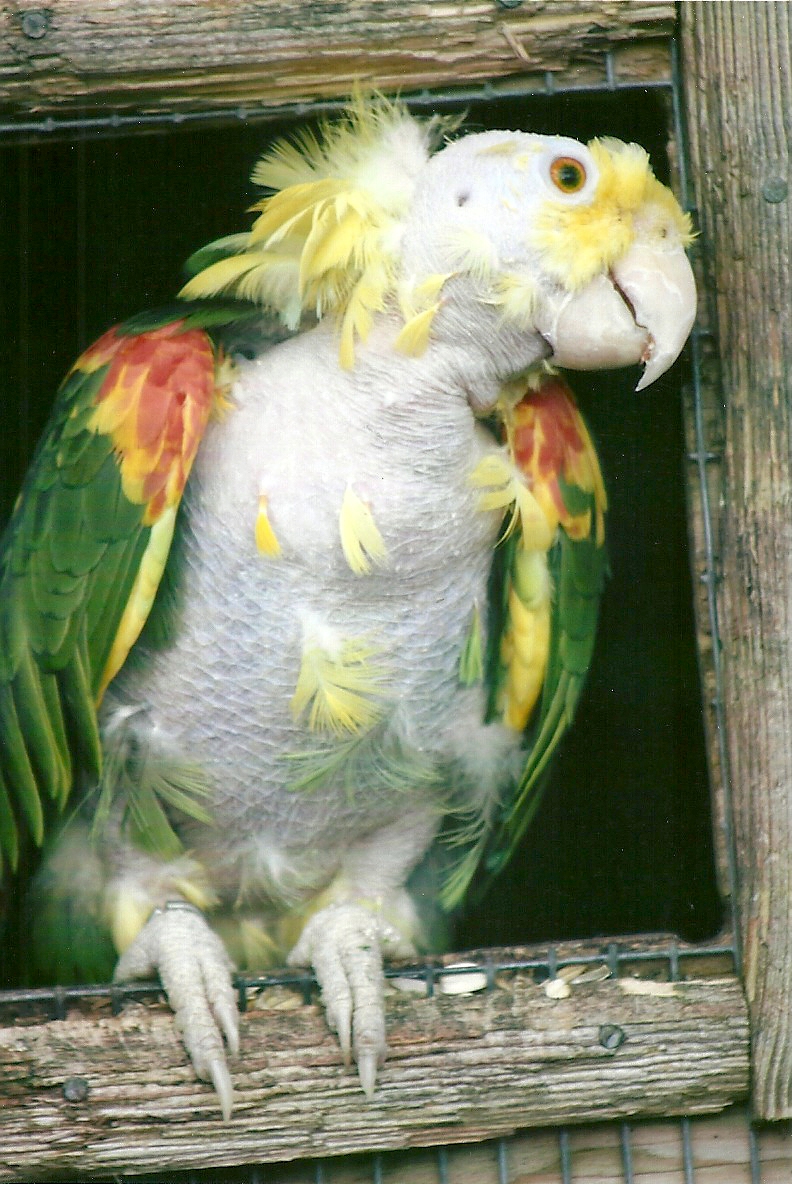 George the rehomed Double Yellow-headed Amazon 10th September 2012