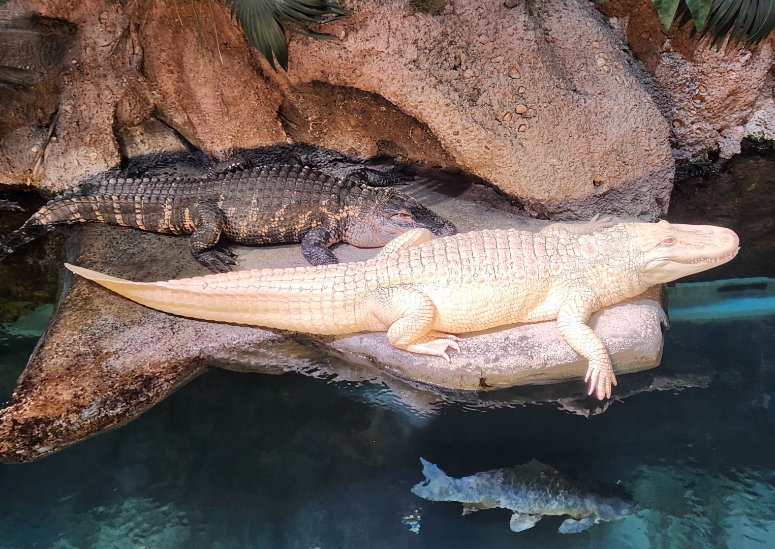 Georgia Aquarium (2024) - American Alligators