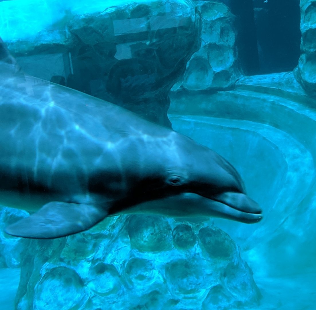 Georgia Aquarium (2024) - Bottlenose Dolphin