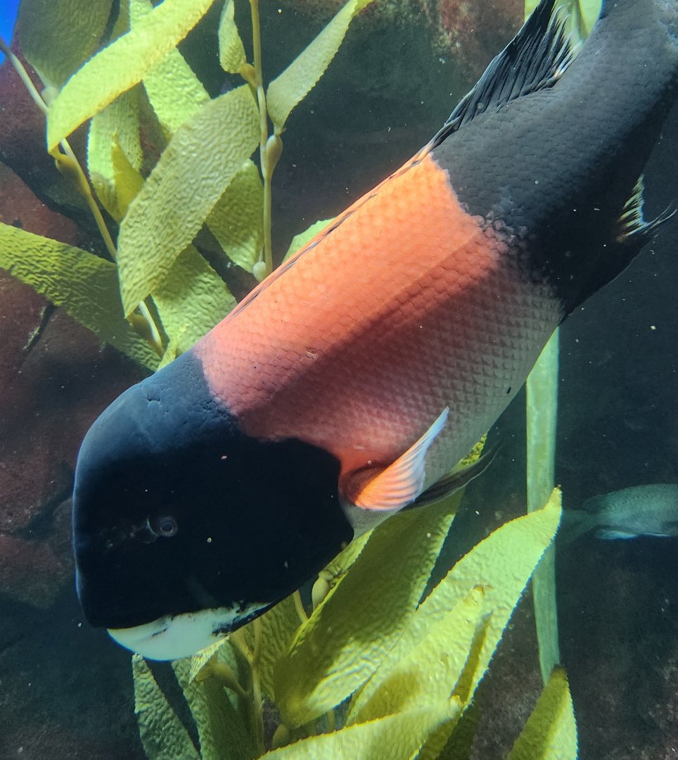 Georgia Aquarium (2024) - California Sheepshead