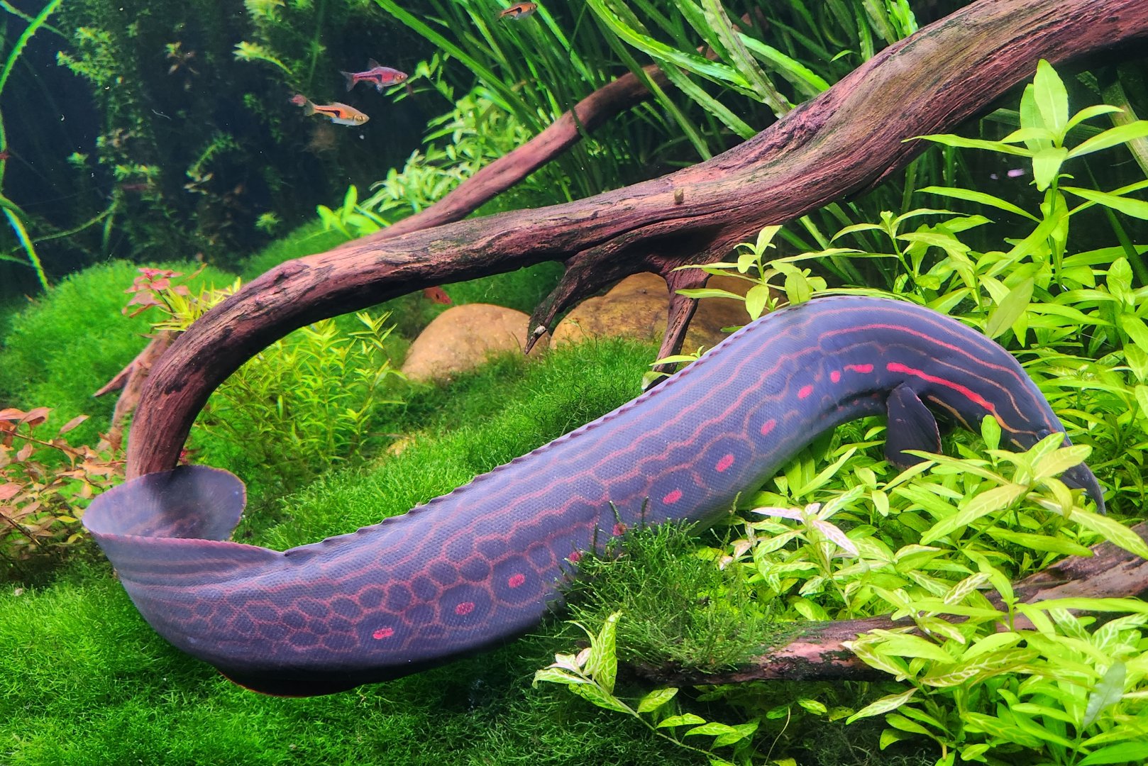 Georgia Aquarium (2024) - Fire Eel