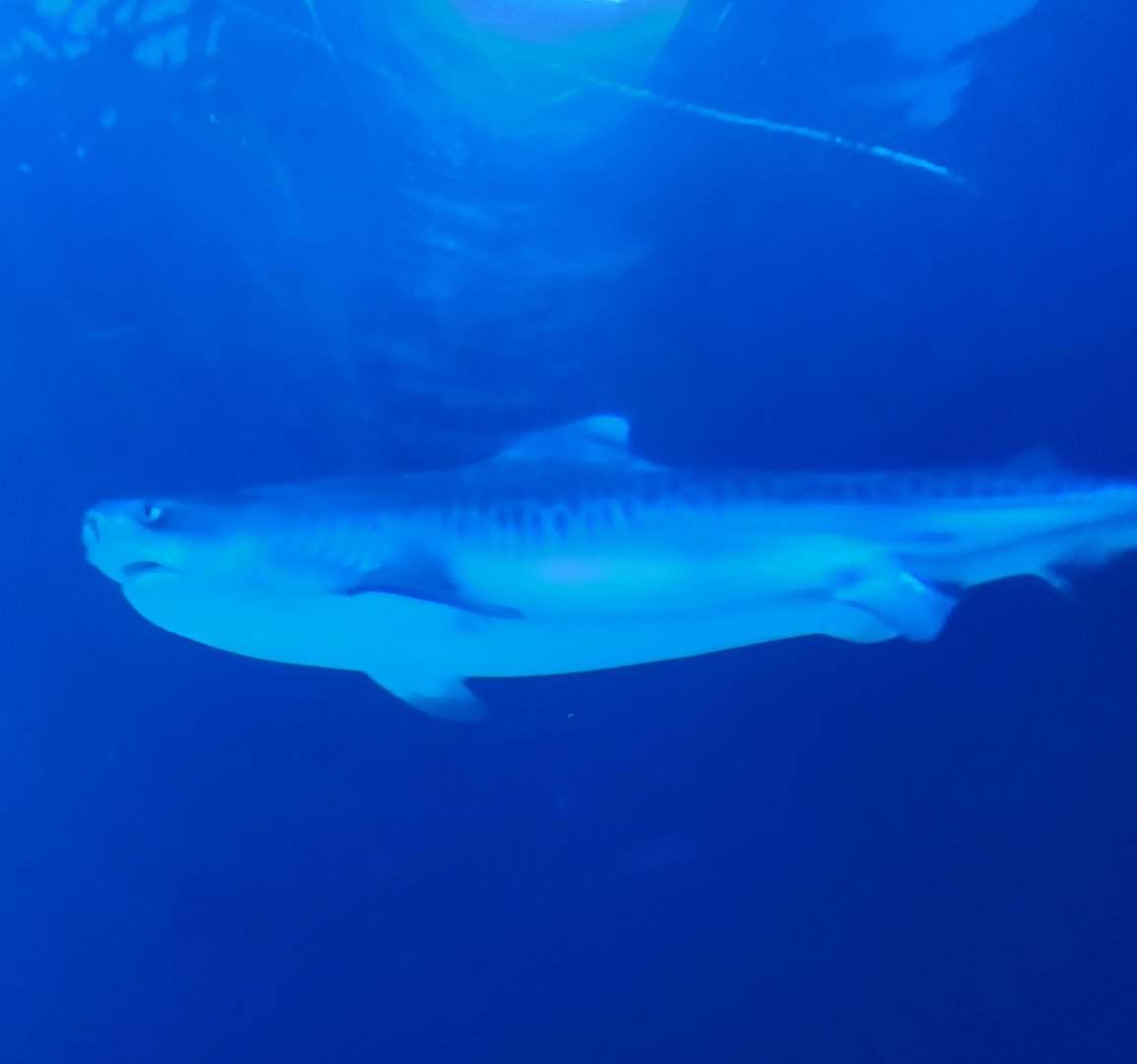 Georgia Aquarium (2024) - Tiger Shark
