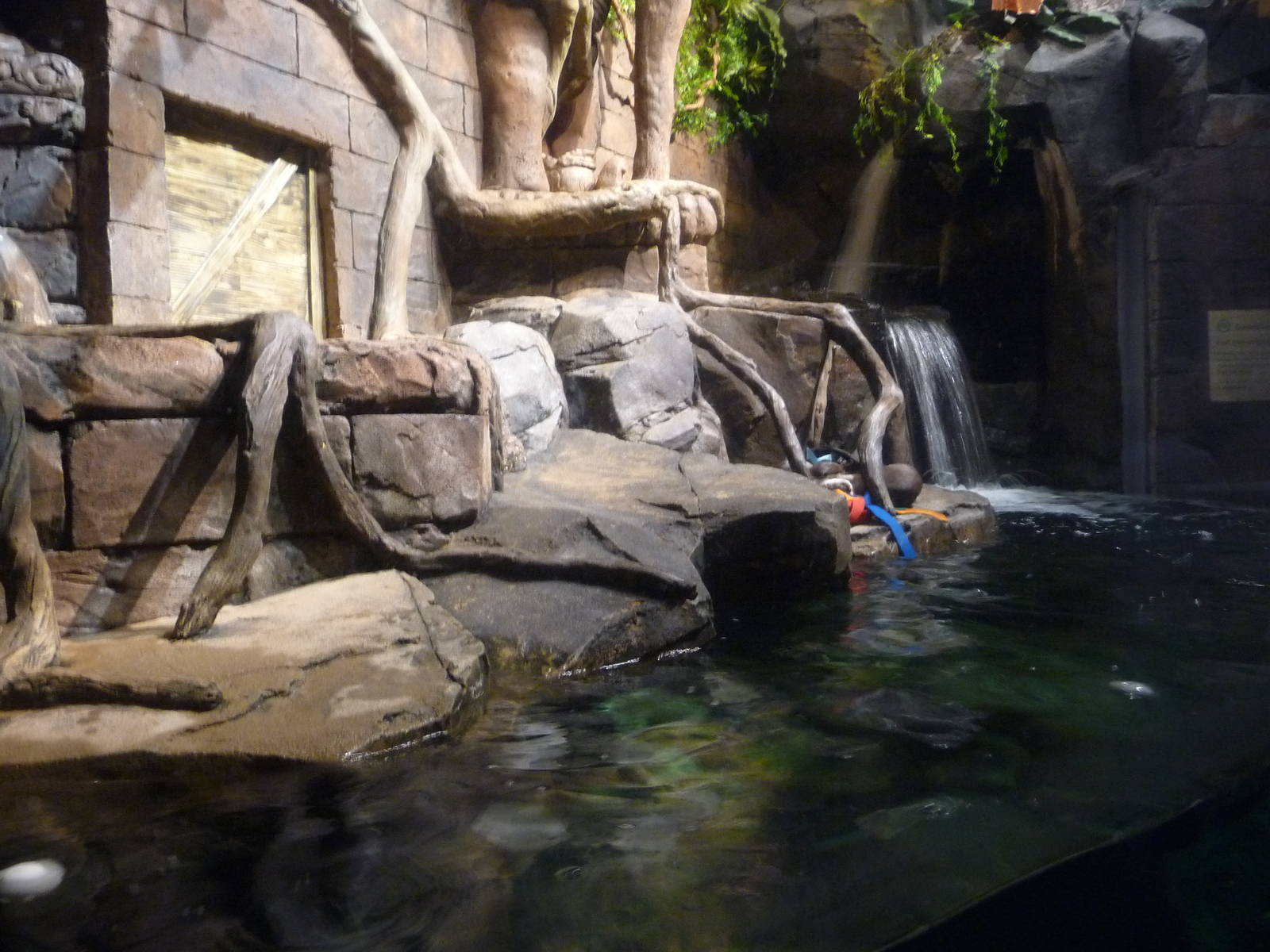 Georgia Aquarium - Asian small-clawed otter exhibit