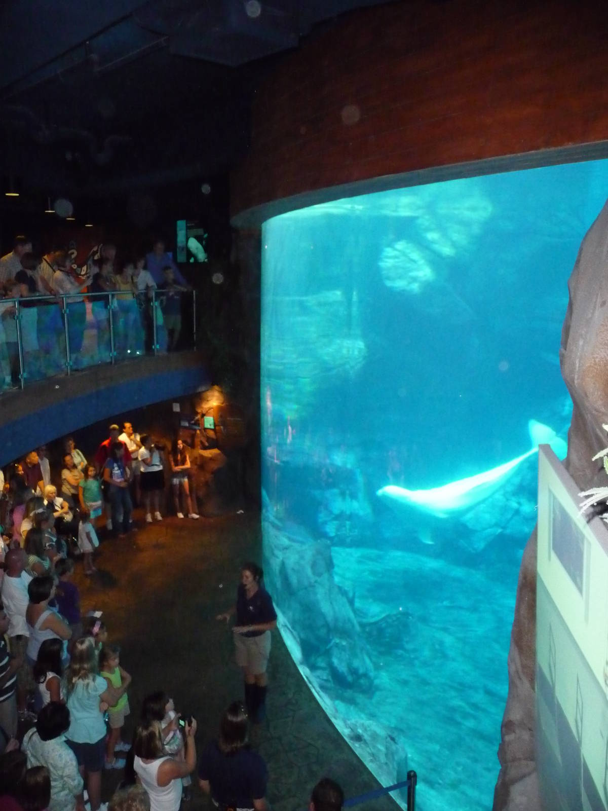 Georgia Aquarium - Beluga Whale Viewing