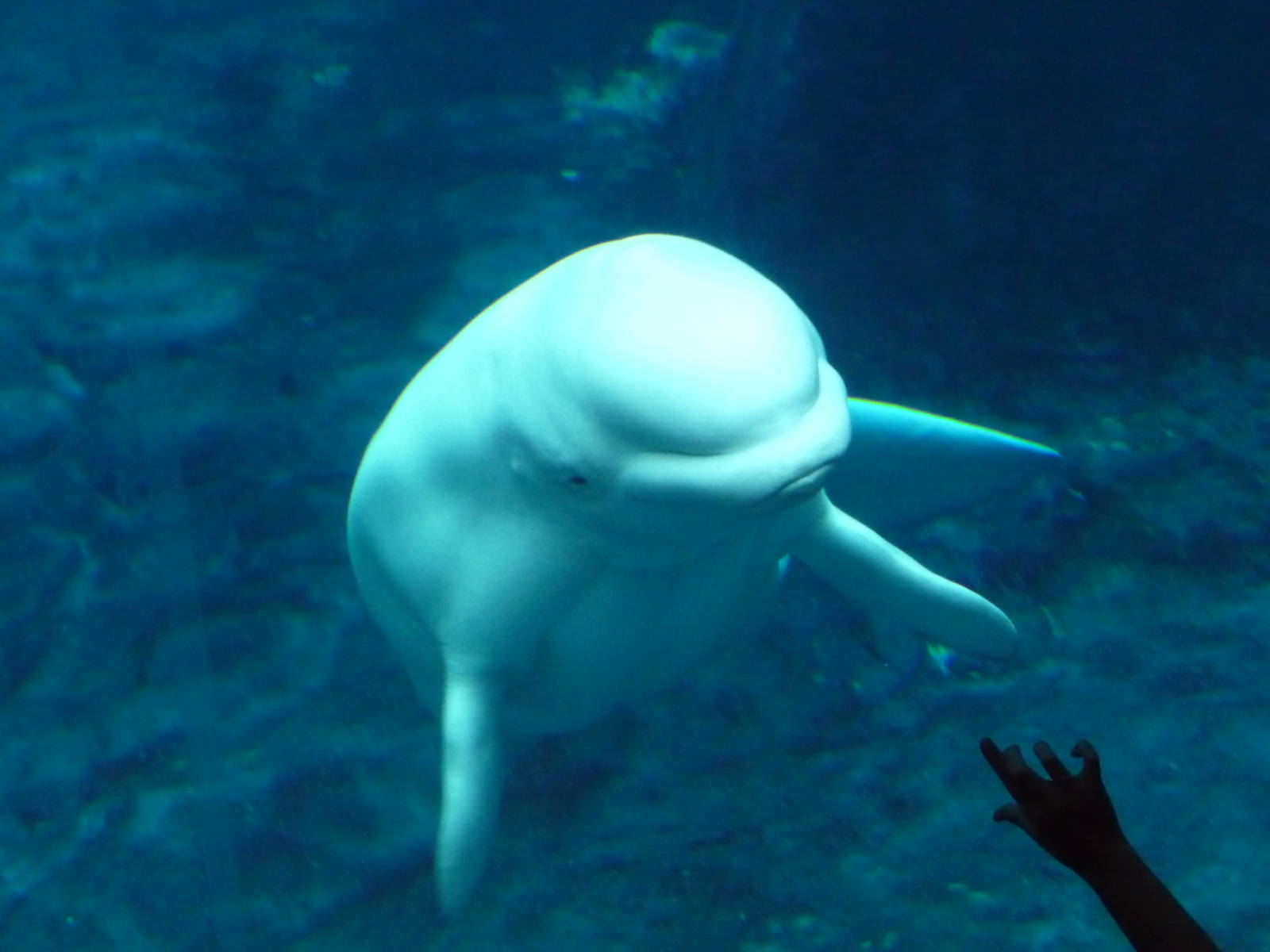 Georgia Aquarium - Beluga Whale