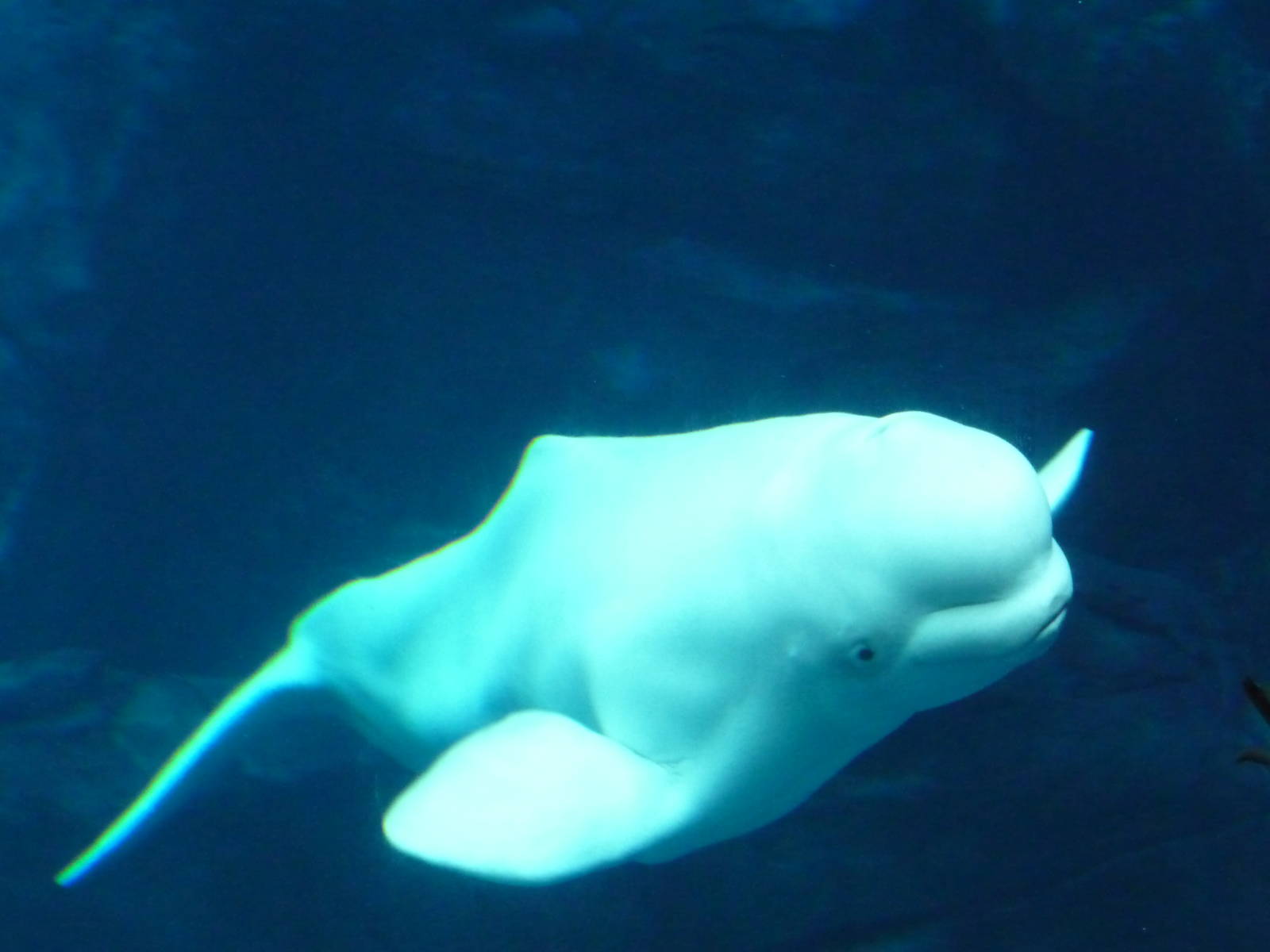 Georgia Aquarium - Beluga Whale