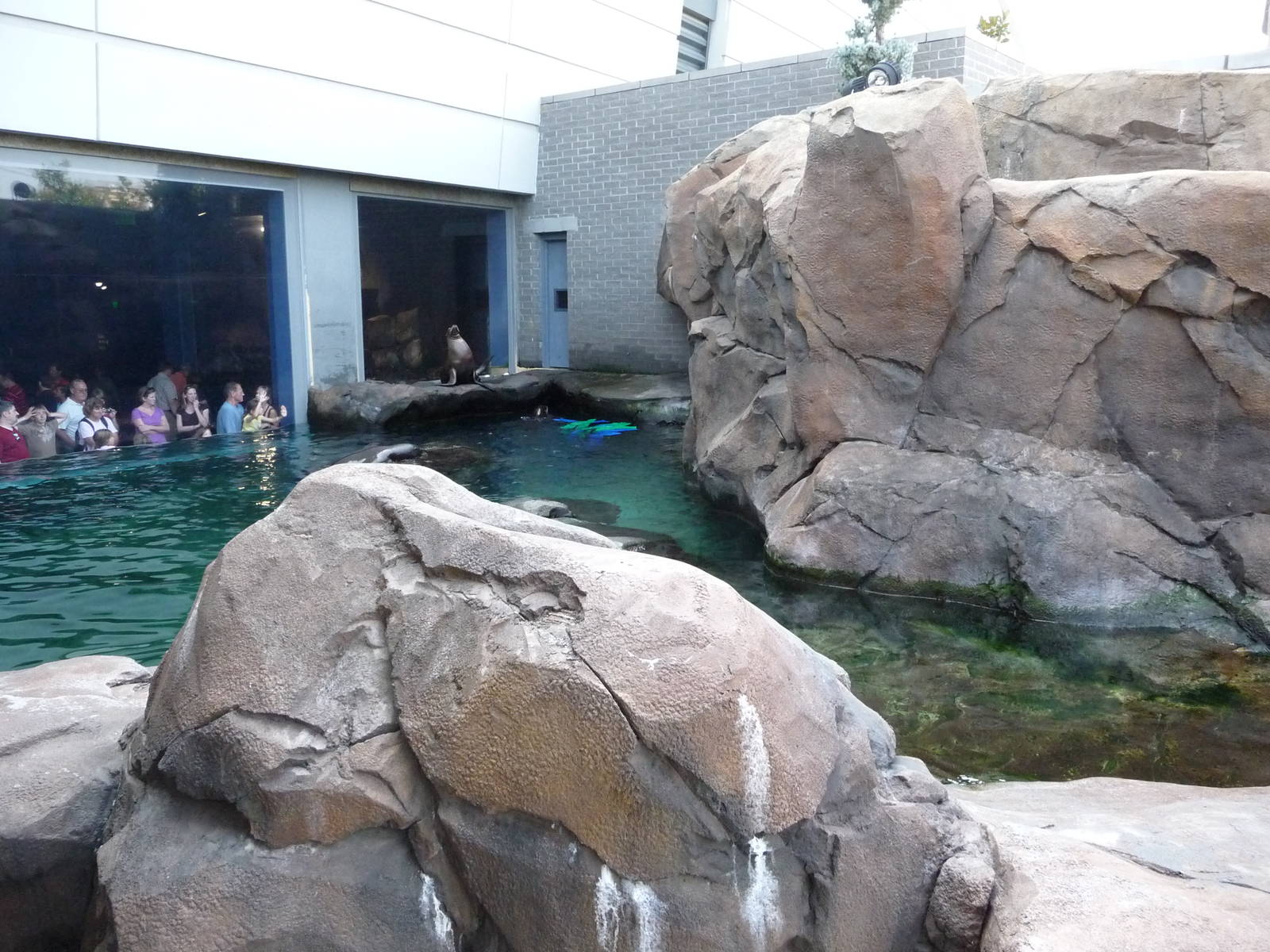 Georgia Aquarium - California Sea Lion Pool