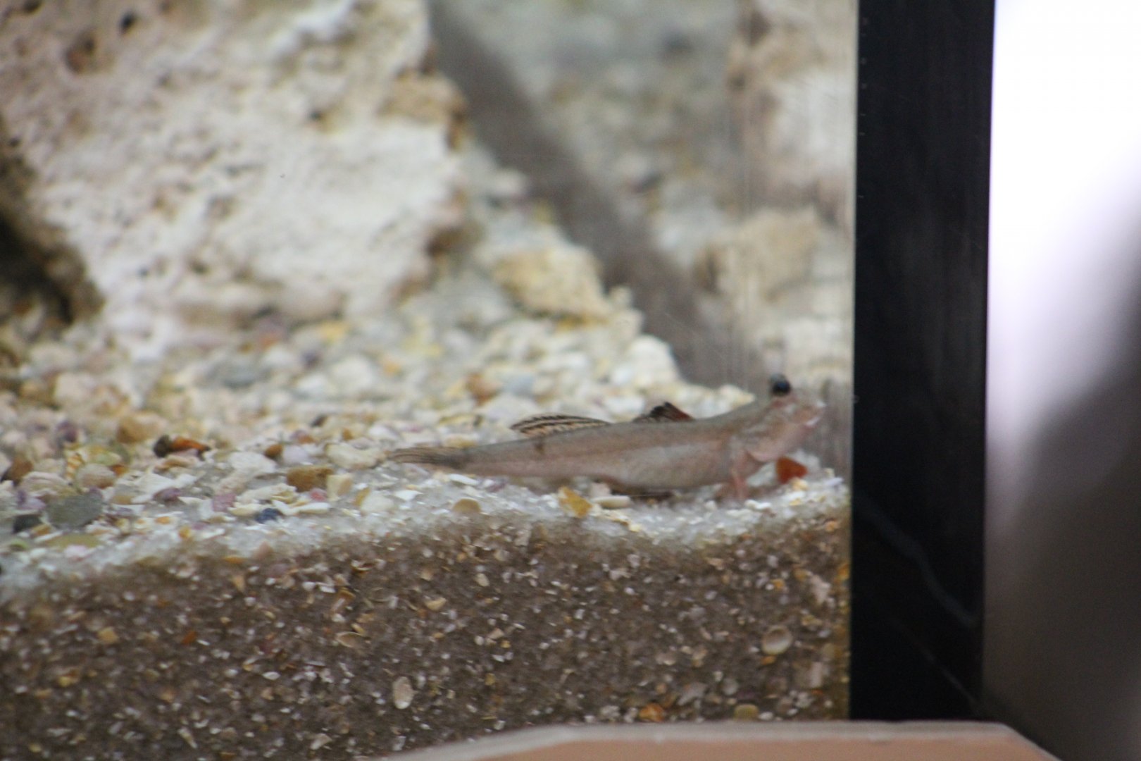 Georgia Aquarium- Mudskipper sp.?