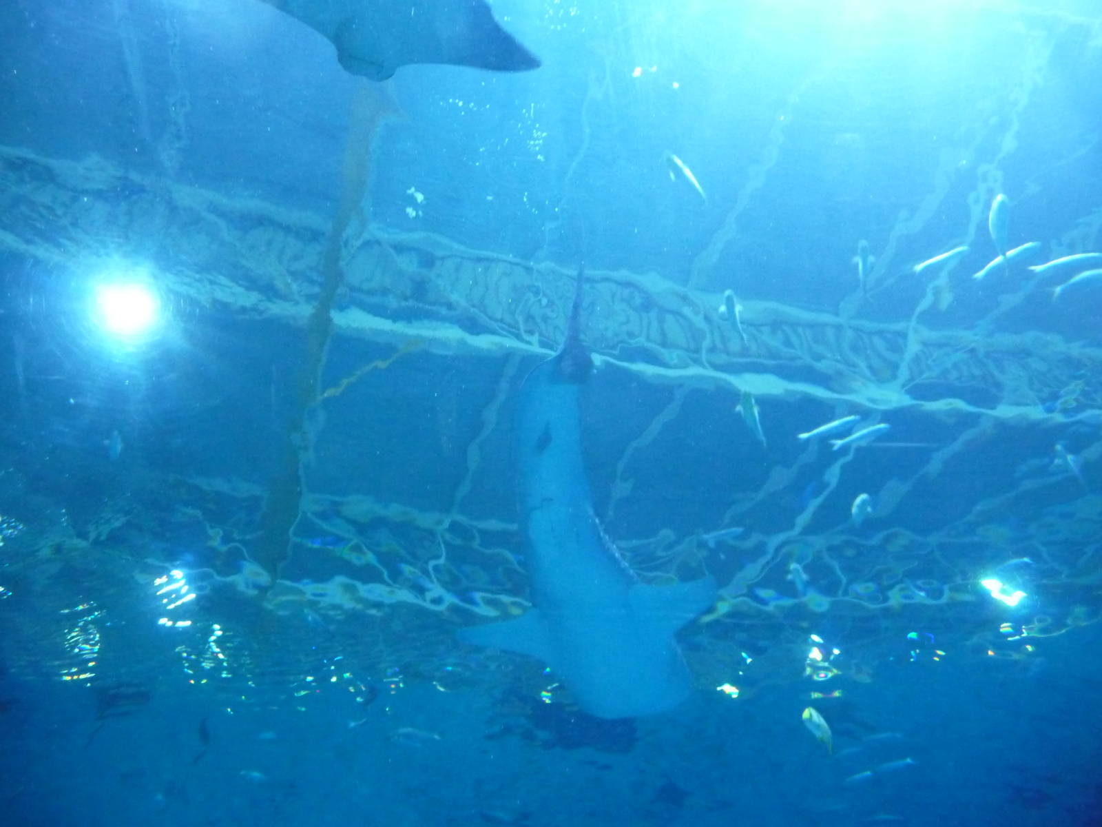 Georgia Aquarium - Ocean Voyager Tank