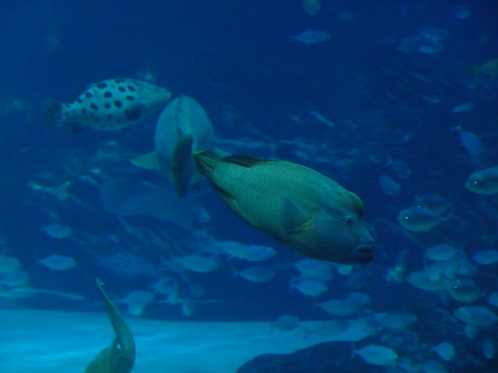 Georgia Aquarium - Ocean Voyager Tank