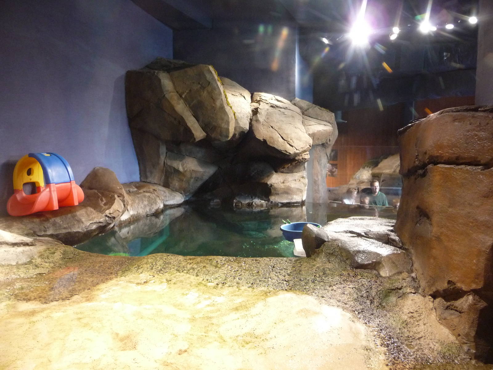Georgia Aquarium - Sea Otter Pool
