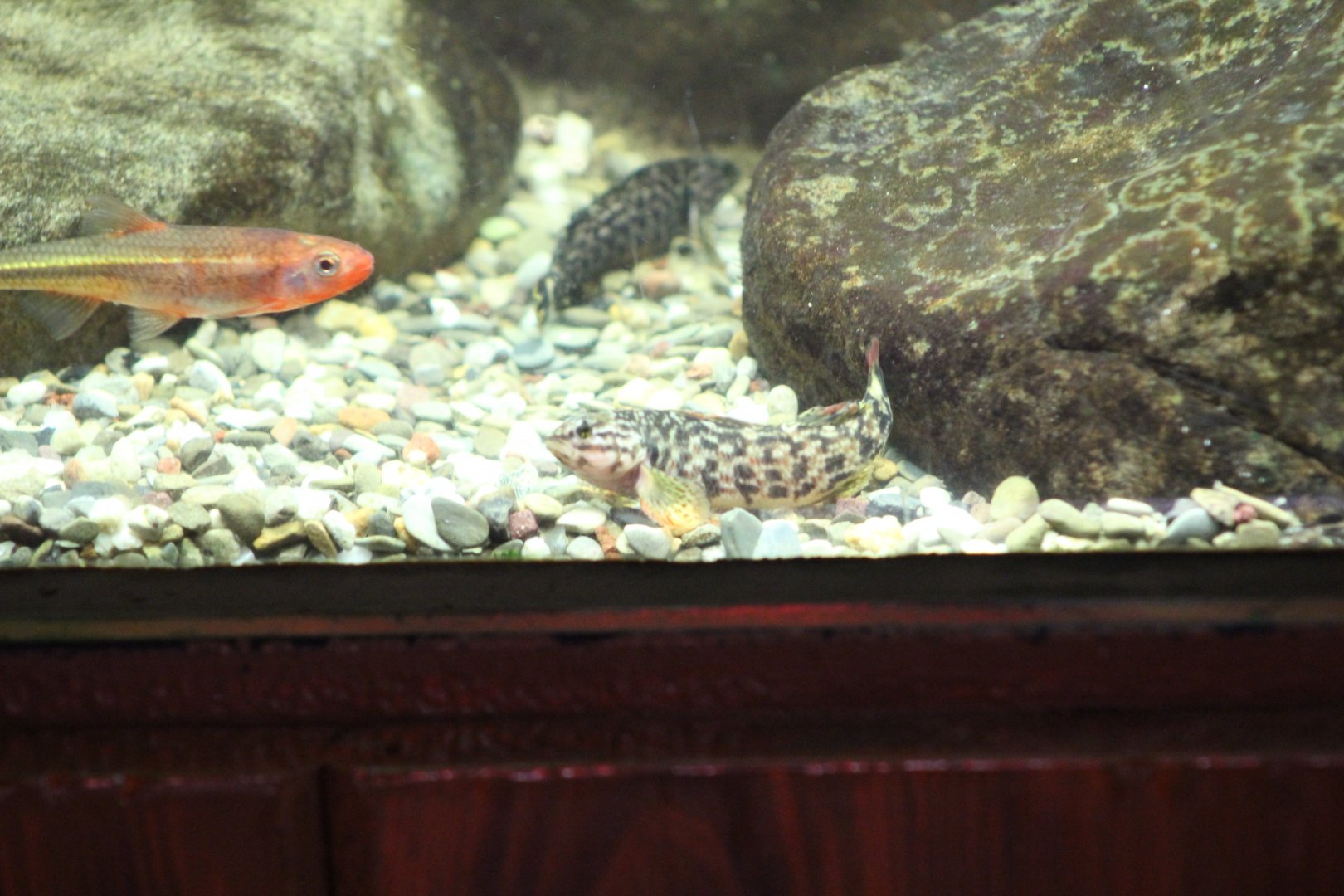 Georgia Aquarium- Tennessee gudgeon sp.?