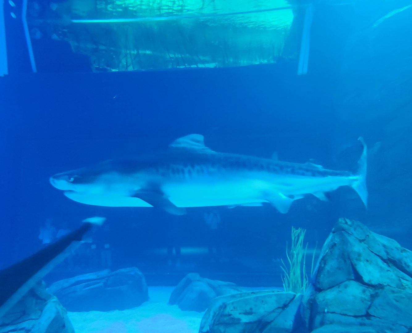 Georgia Aquarium - Tiger Shark