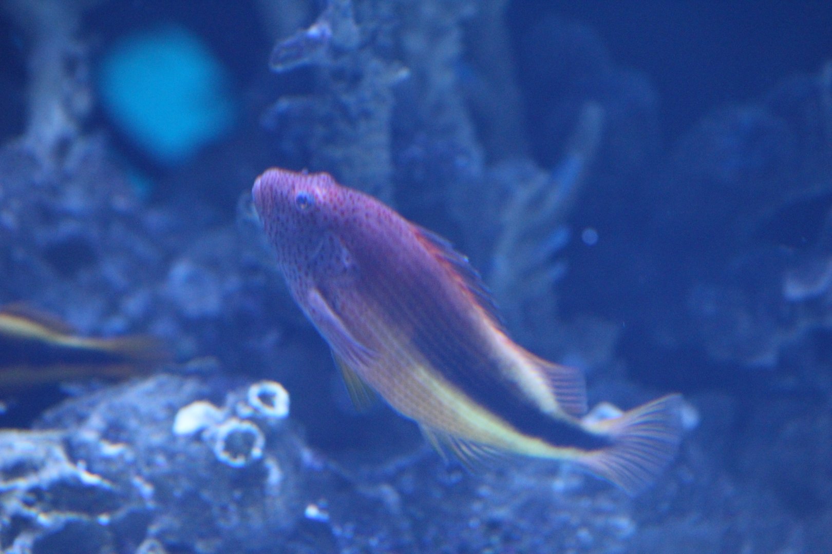 Georgia Aquarium- Tropical fish ID?