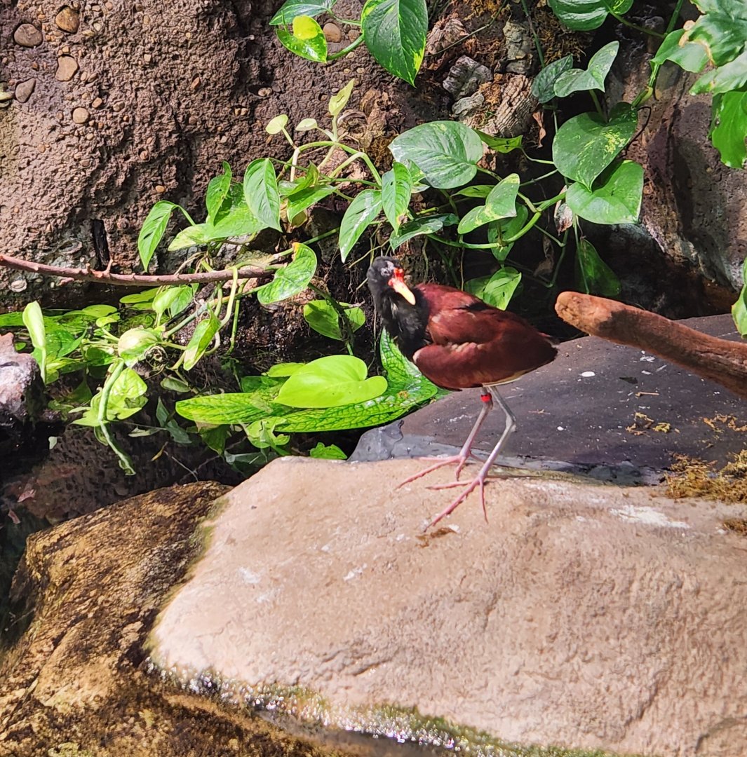Georgia Aquarium - Wattled Jacana