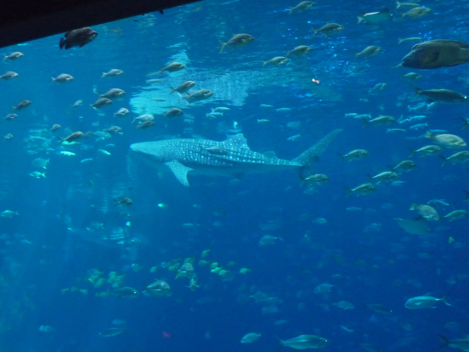 Georgia Aquarium - Whale Shark Tank