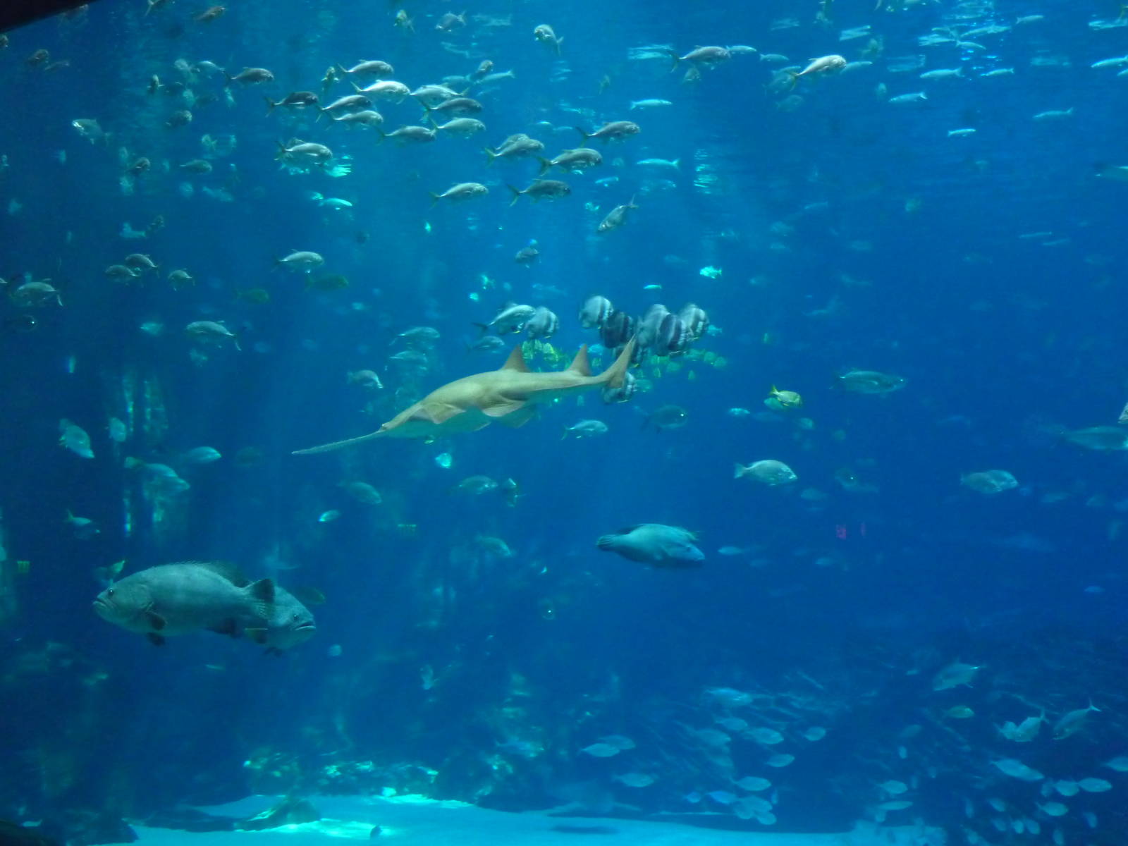 Georgia Aquarium - Whale Shark Tank