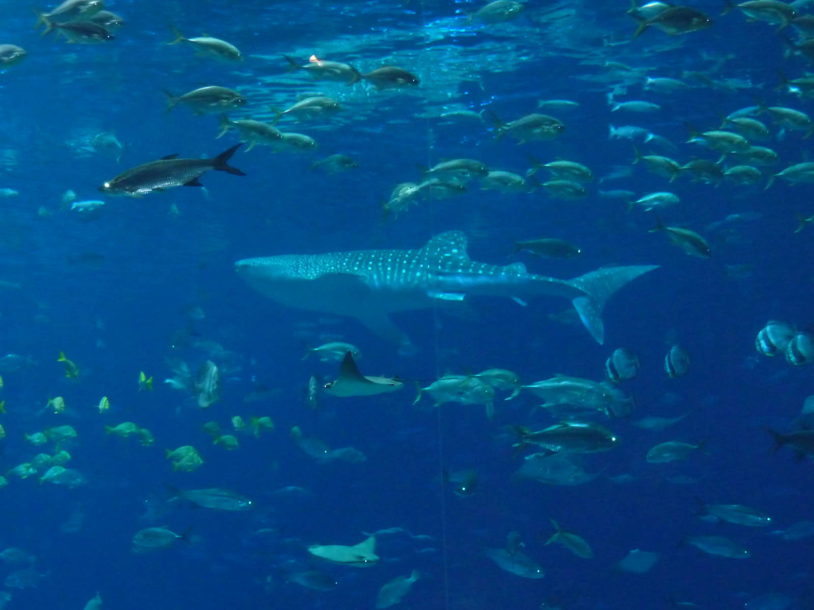 Georgia Aquarium - Whale Shark Tank