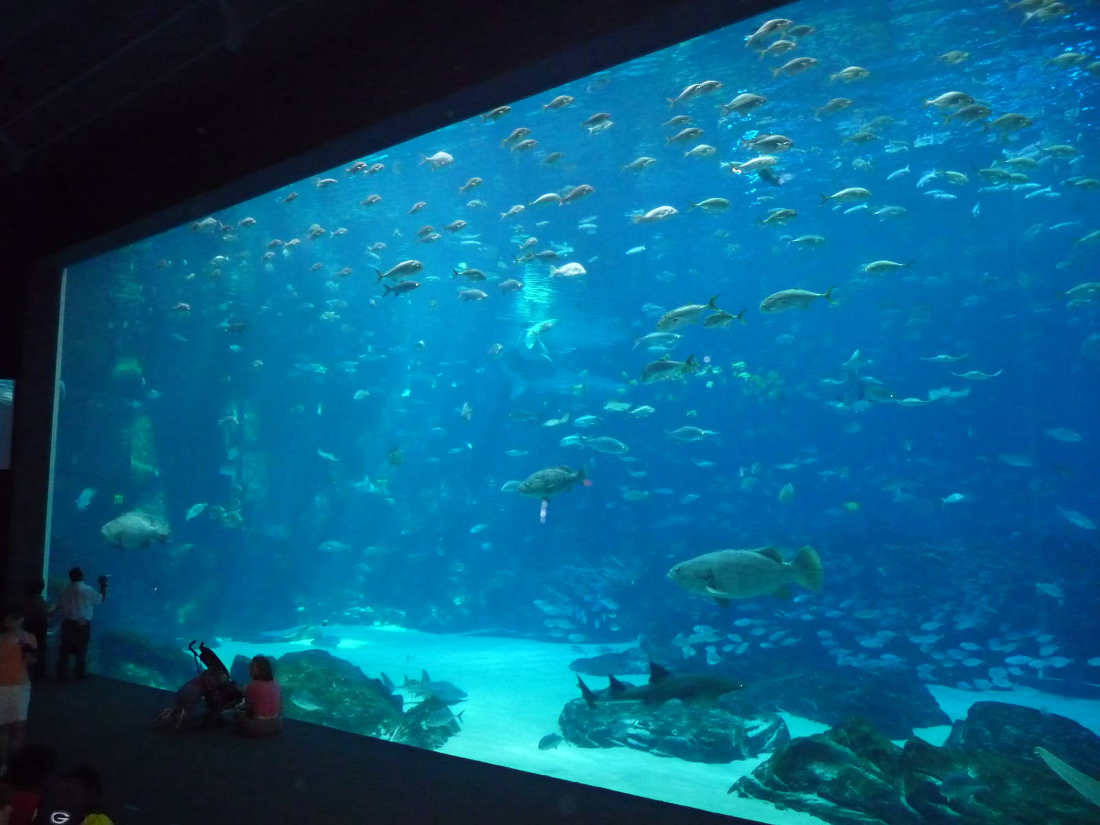 Georgia Aquarium - Whale Shark Tank
