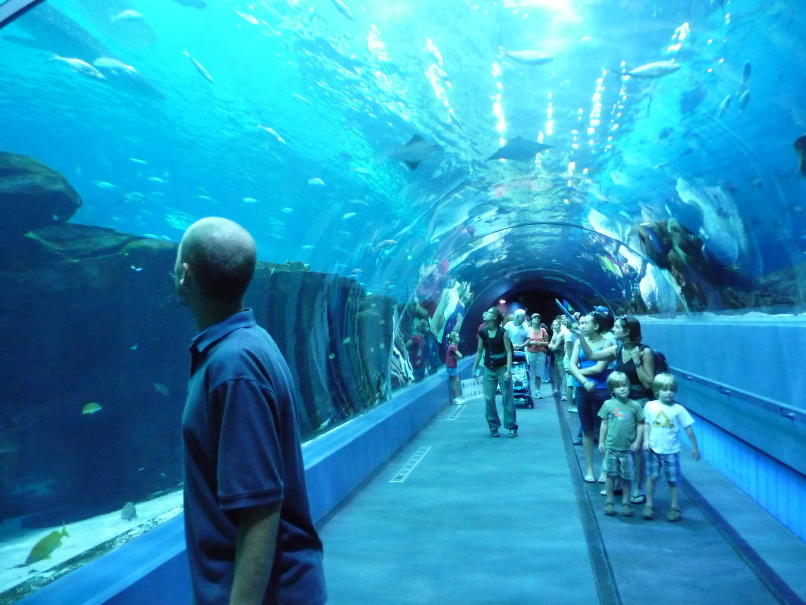 Georgia Aquarium - Whale Shark Tunnel