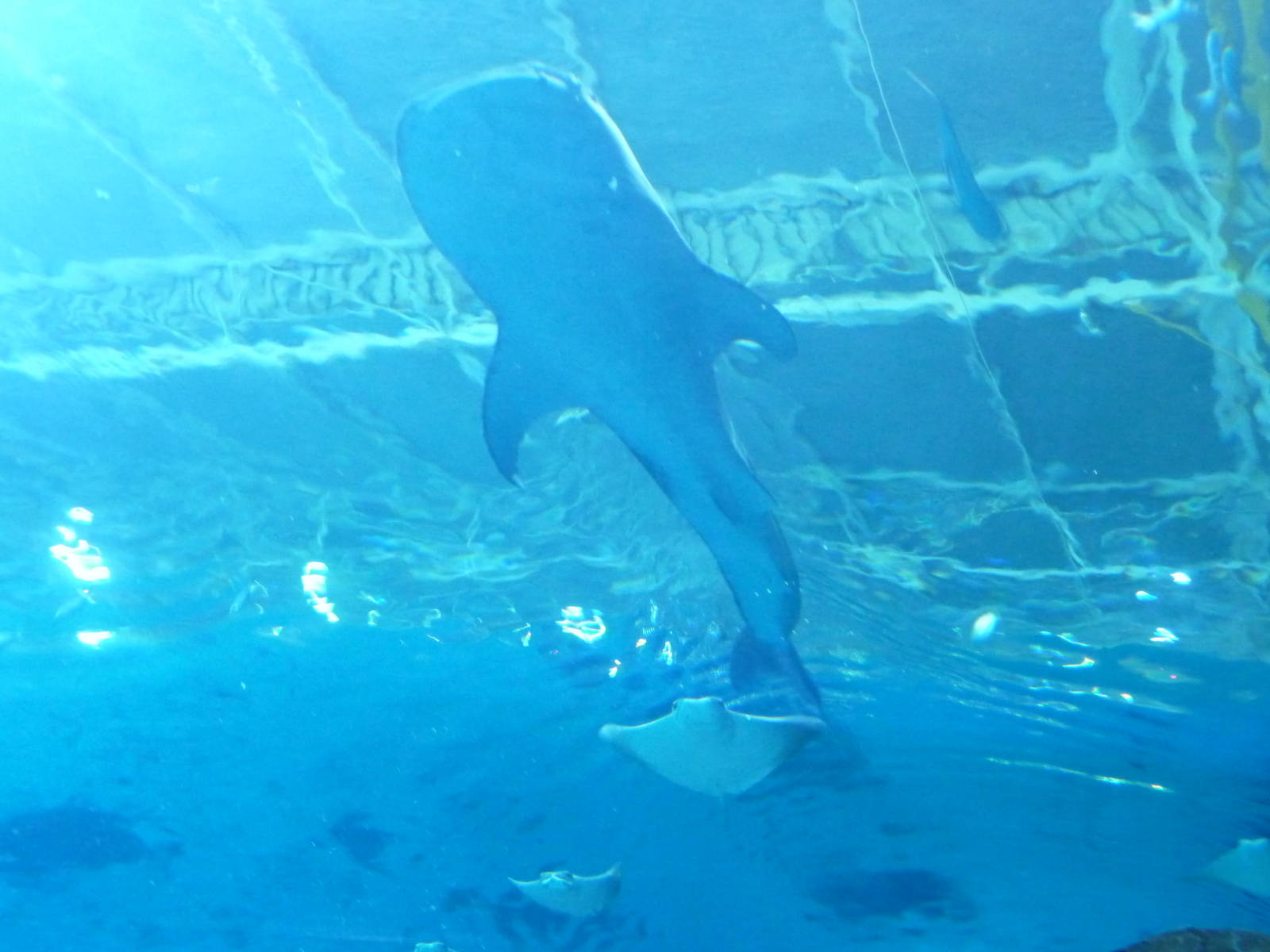 Georgia Aquarium - Whale Shark