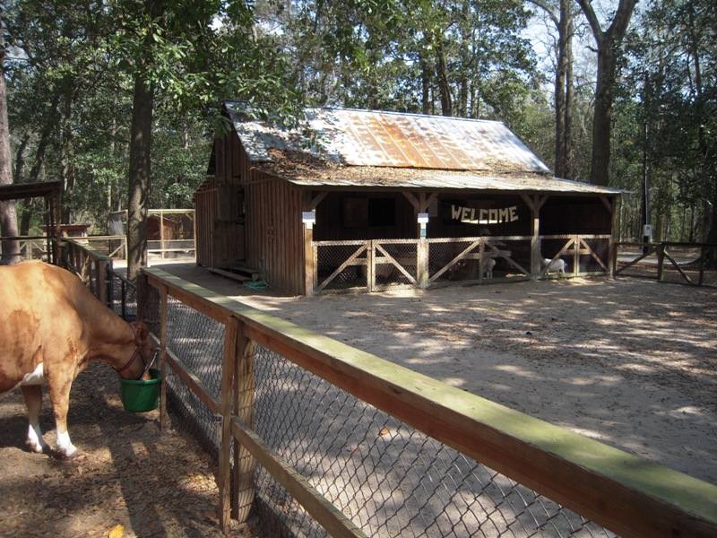 Georgia Farmyard