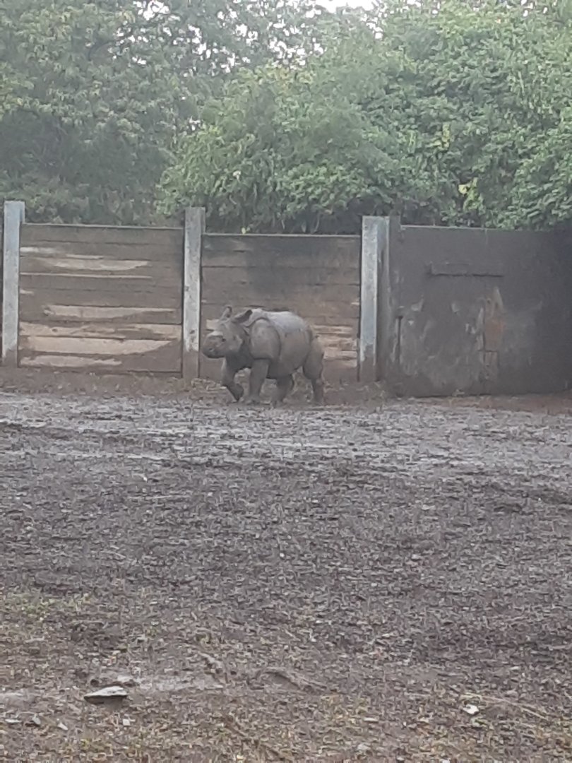 'Georgia' the Greater One-horned Rhino Calf