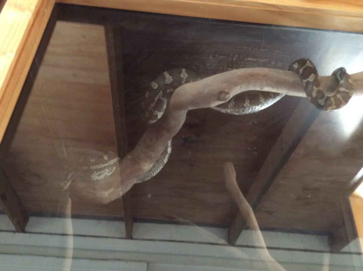 “ Georgia “ the Jungle carpet python