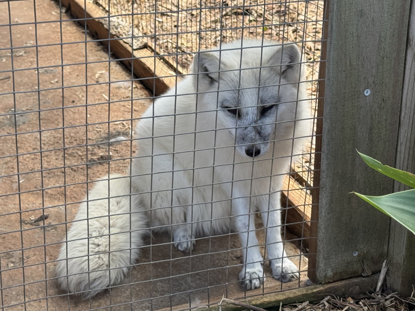 Georgia Untamed Zoo - Arctic Fox (5/5/25)