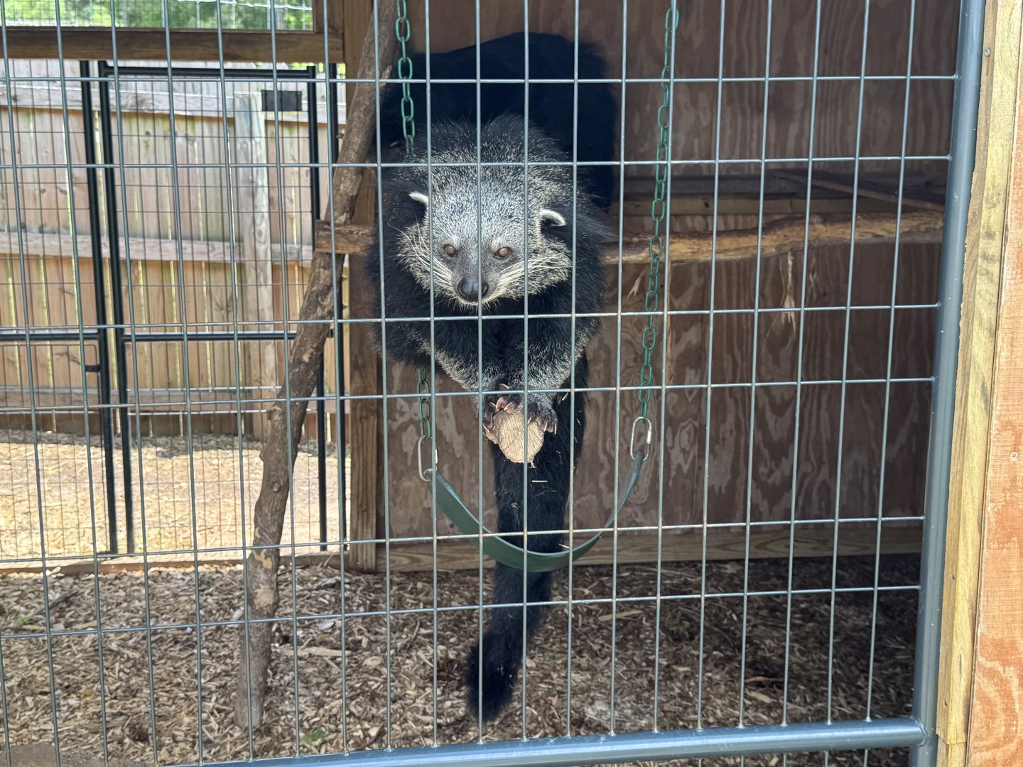 Georgia Untamed Zoo - Binturong (5/5/25)