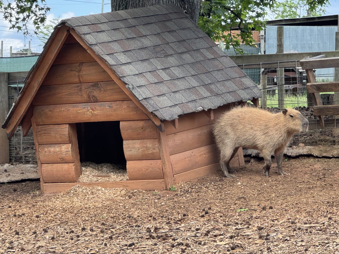 Georgia Untamed Zoo - Capybara (5/5/25)