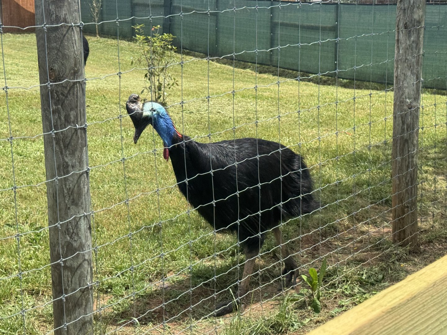 Georgia Untamed Zoo - Cassowary (5/5/25)