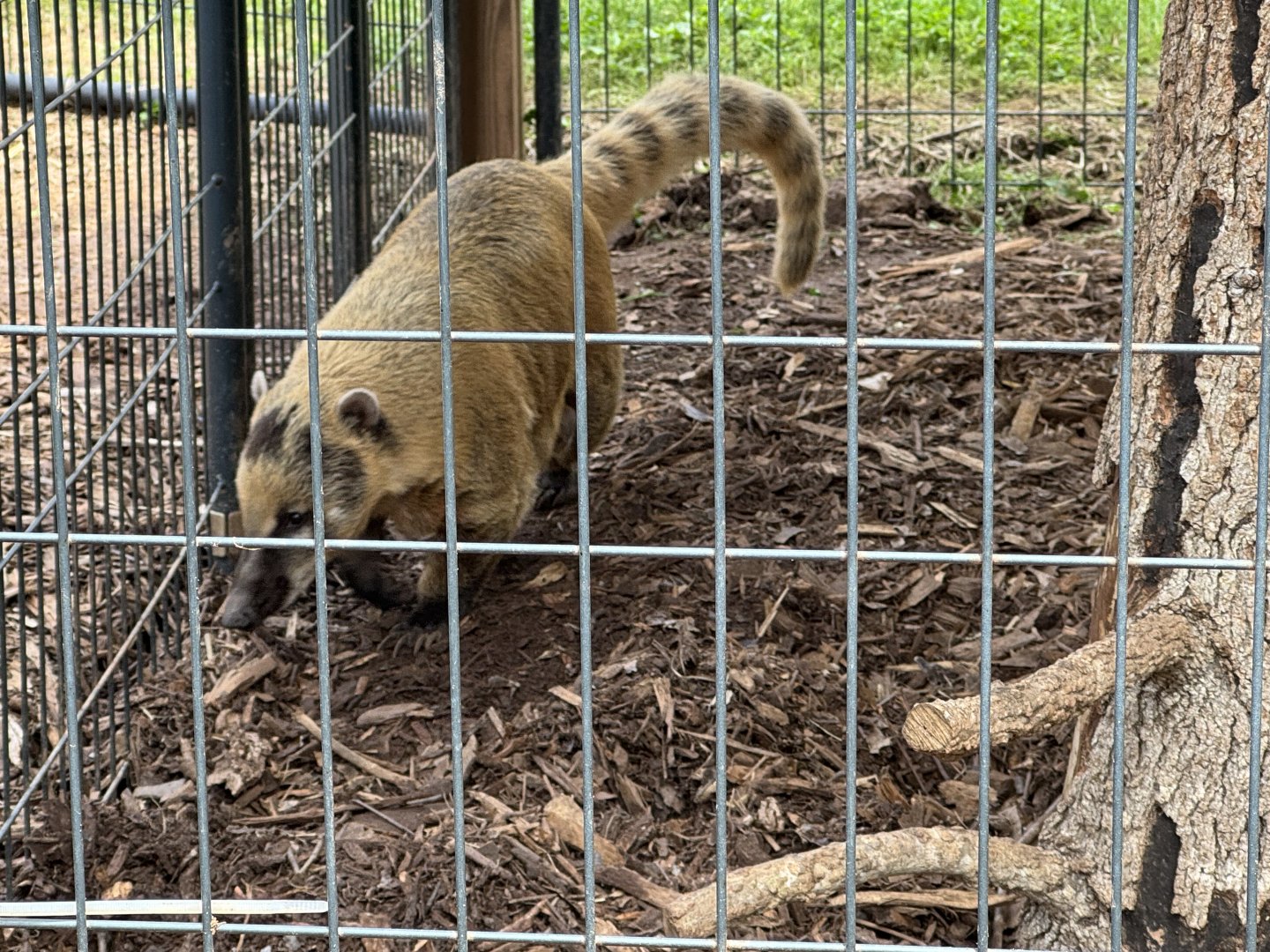 Georgia Untamed Zoo - "Mountain" Coati (5/5/25)