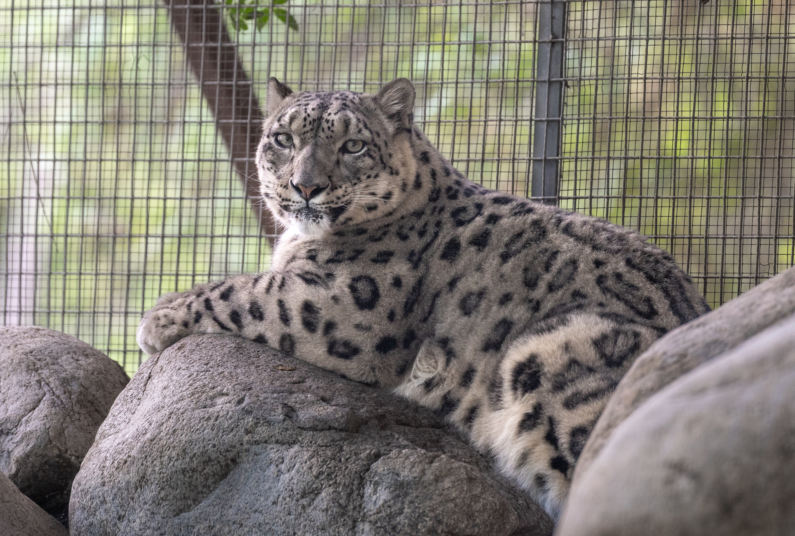 Georgina the Snow Leopard